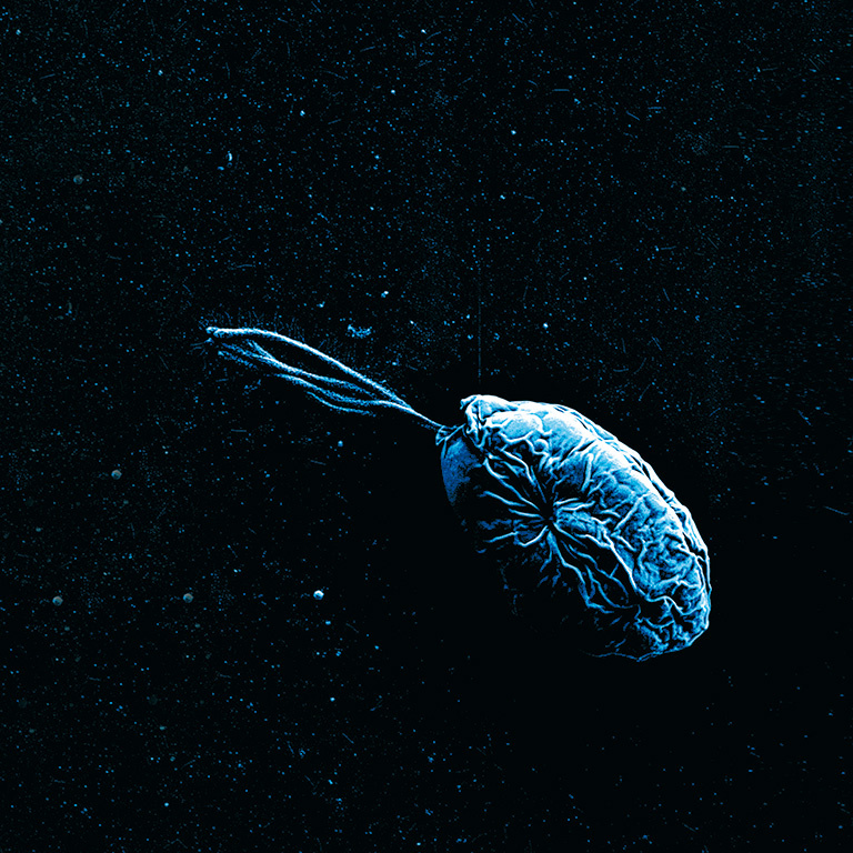 Free Fallin’: Morphology and Movement in Marine Algae | KI Image Awards ...