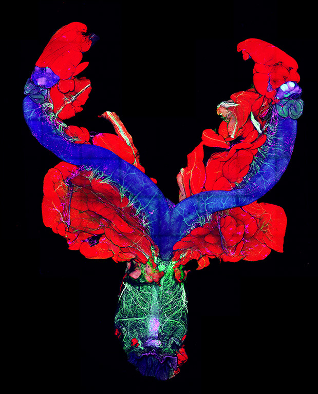 It looks like a blue lobster with red claws, and wings on it's back