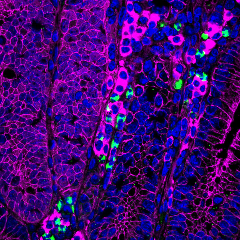 Florencent, magenta geodes that look like they are hanging from a cave, the two in the center with glowing green accents