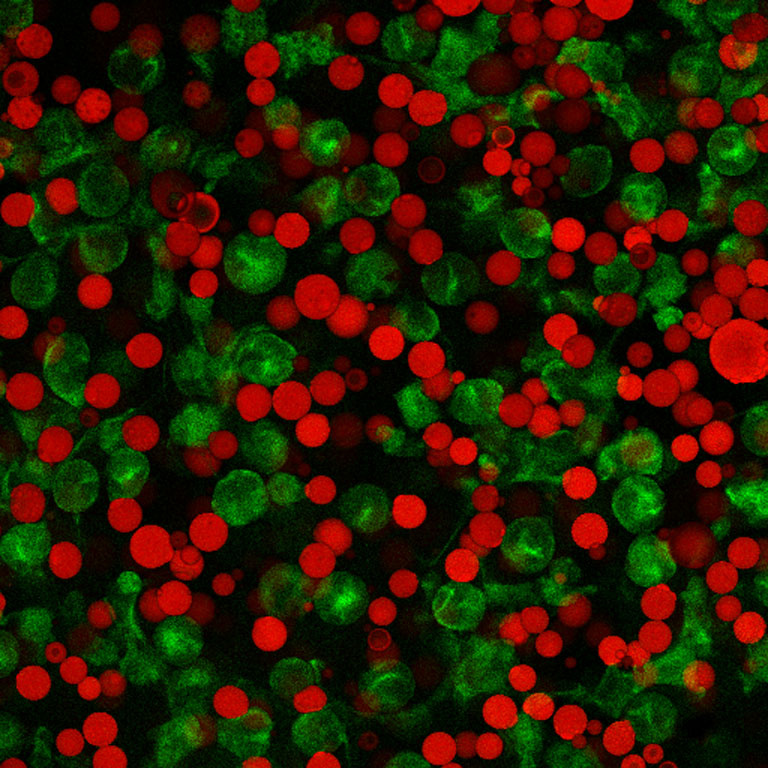 Cranberries mixed with green dots