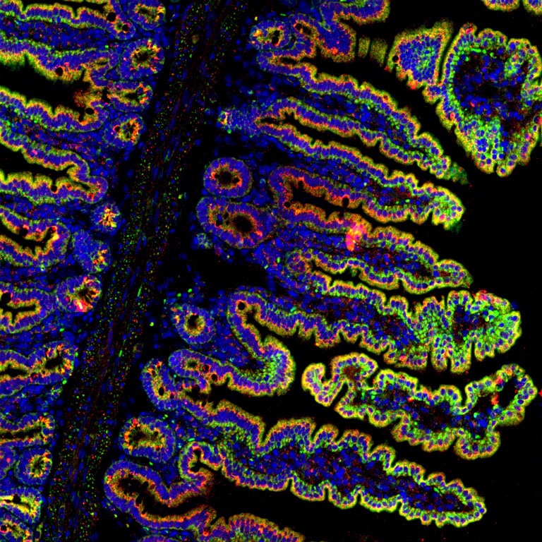 algae-like in shape, with a solid black line down the center and rich pigments of dark blue, green, and yellow at the ends of the leaves