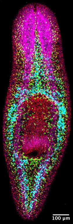 Magenta outlined oblong shape with copper colored clusters within surrounding purple and red shapes