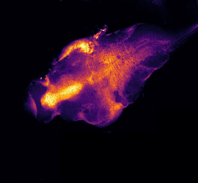  Luminous oblong shape encased in a neon purple wavy shape