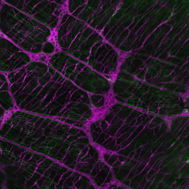Lattice of neon purple rivulets across dark green rolling terrain 