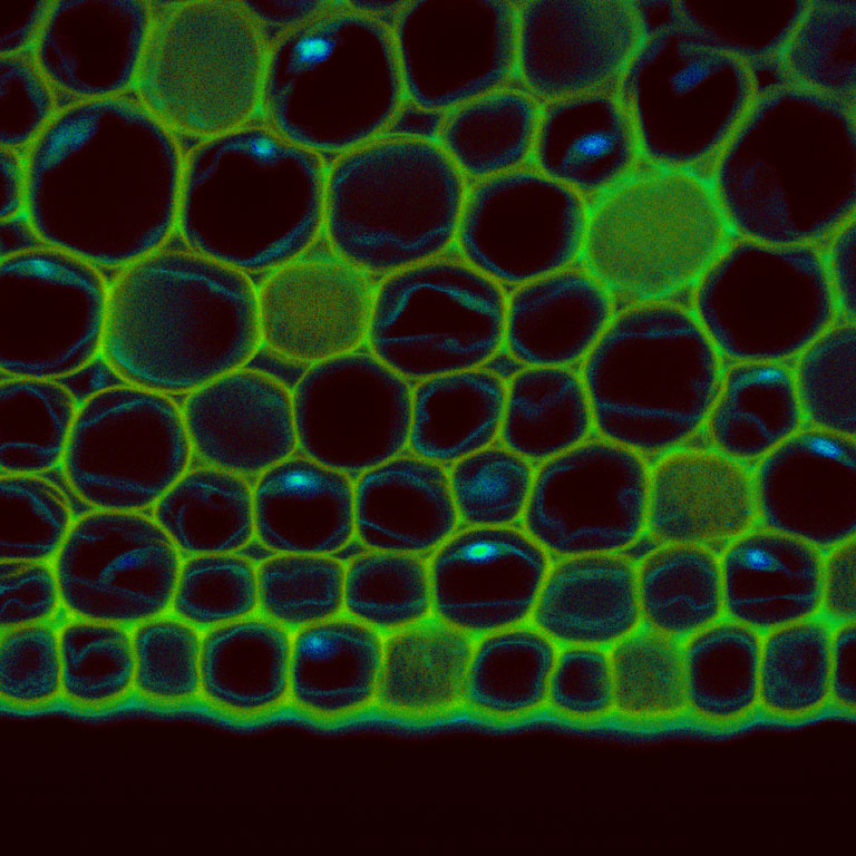 Green and black hexagonal bubbles webbed cross the dark