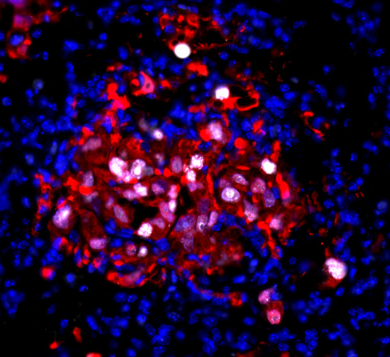 An explosion of deep blue, red and purple tatters expanding across the dark.