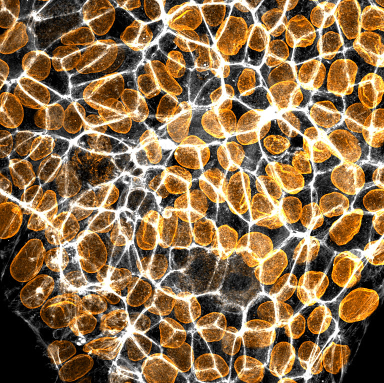 Glowing golden stones gathered beneath a bright white lattice 