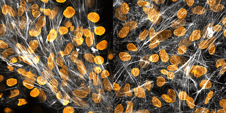 Glowing golden stones gathered beneath a bright white lattice 