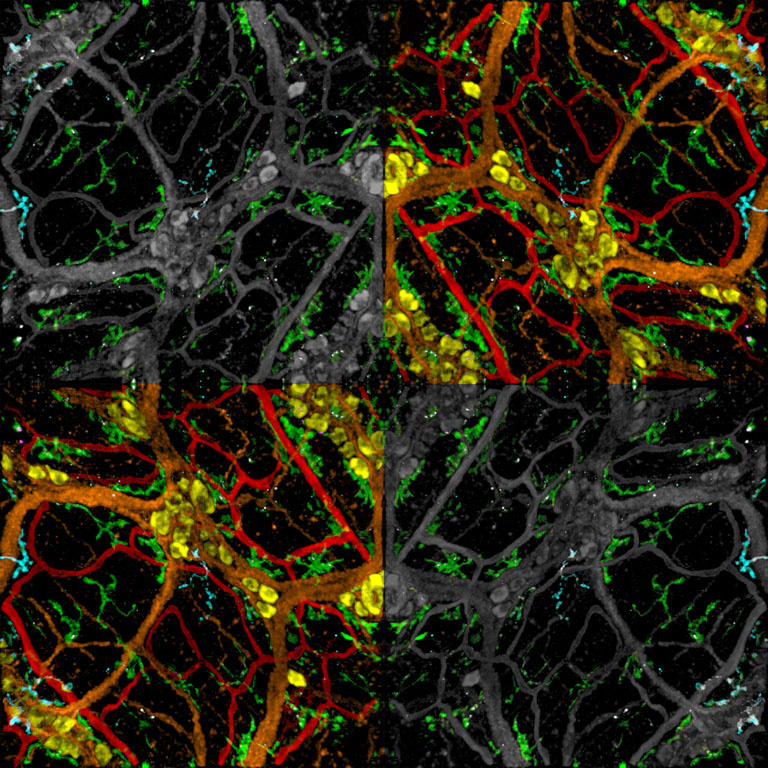 Symmetrical matrix consisting of red, grid and yellow hexagonal grids atop green rivulets, with two grey corners