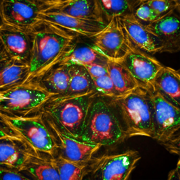 Purple egg shapes nestled in pockets of sparkling green and red divided by glowing gold light