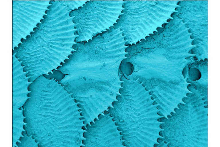 Teal blue frilled discs laying overing one another 