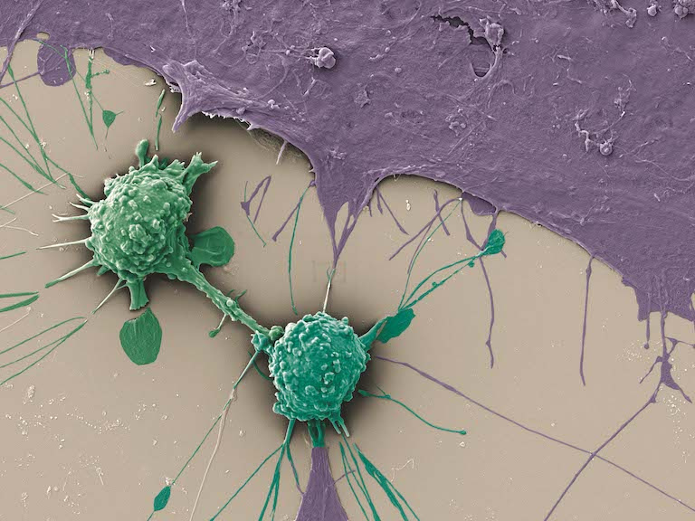 round green immune cells attack flat purple cells