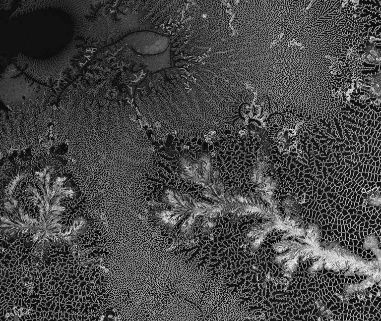 feathery patterns in greyscale