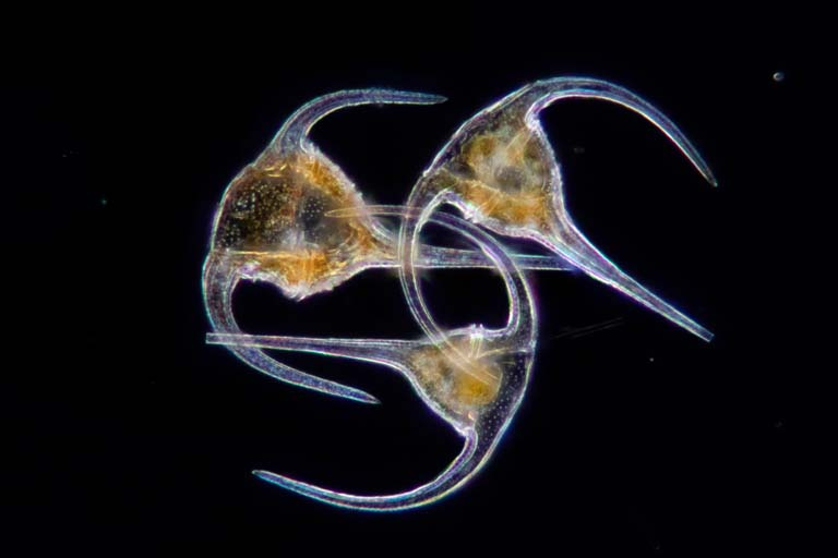 three plankton specimens in a group