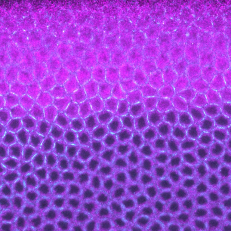colored gradient of cells in a fruit fly egg