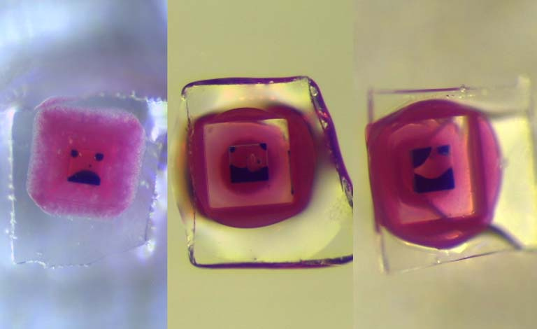 row of three particles with dye visible inside