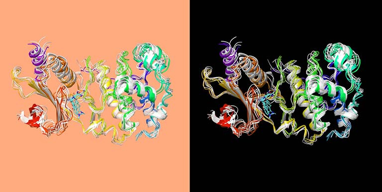 two identical views of a homologous protein model, one on an orange background, one on a black background