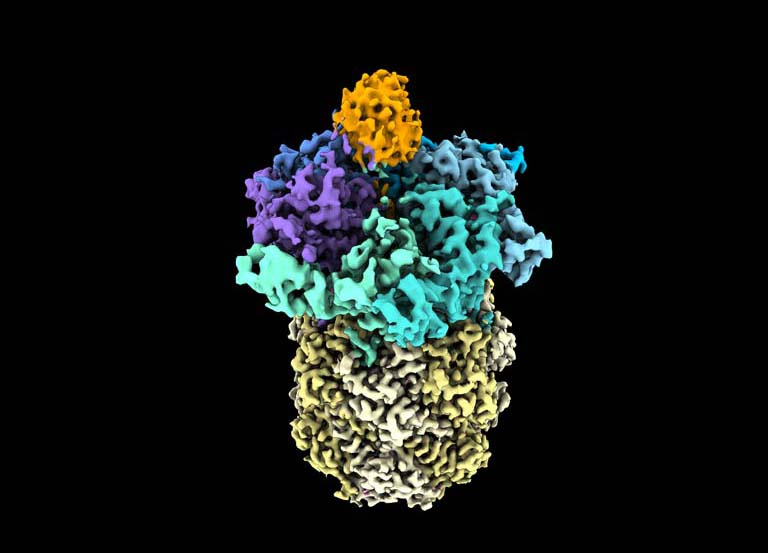 molecular model of proteins; it resembles a pineapple