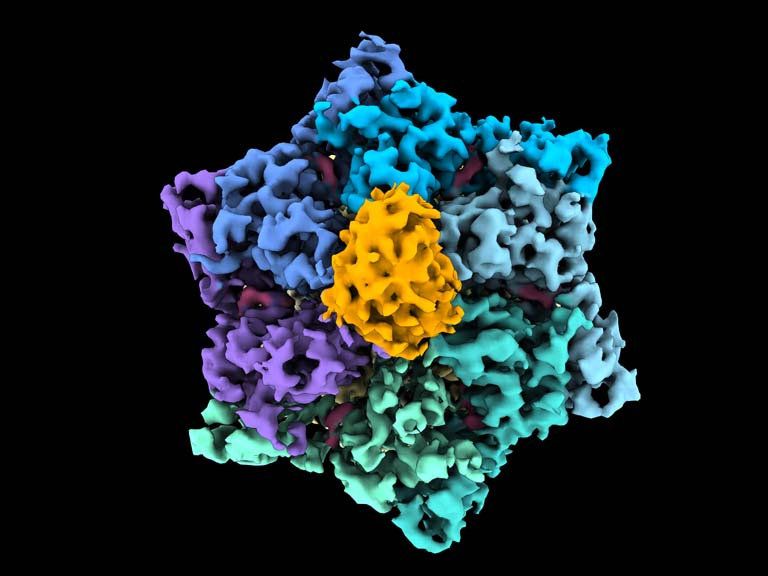 molecular model of proteins; it resembles a six-pointed star