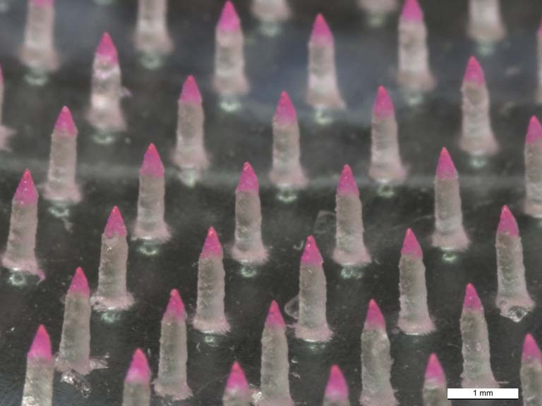 clear pink-tipped microneedles in an array