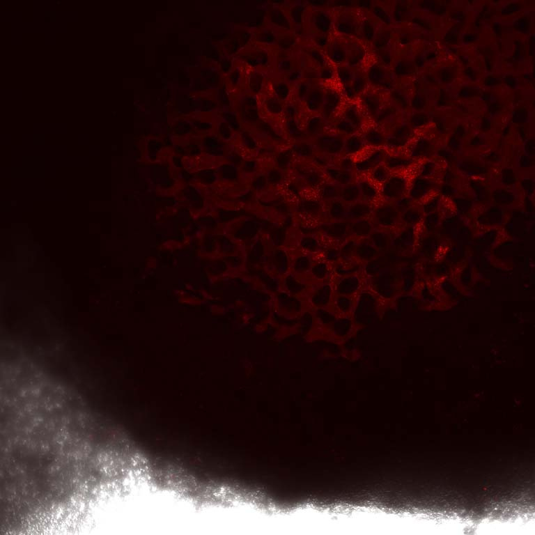 red and white cells on a black background