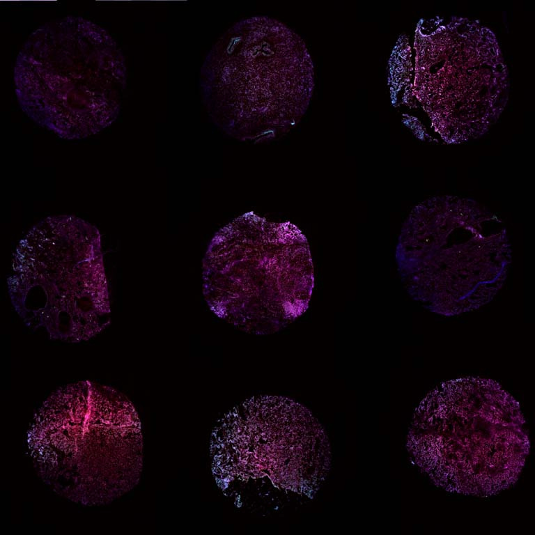 nine groups of purple-colored cells