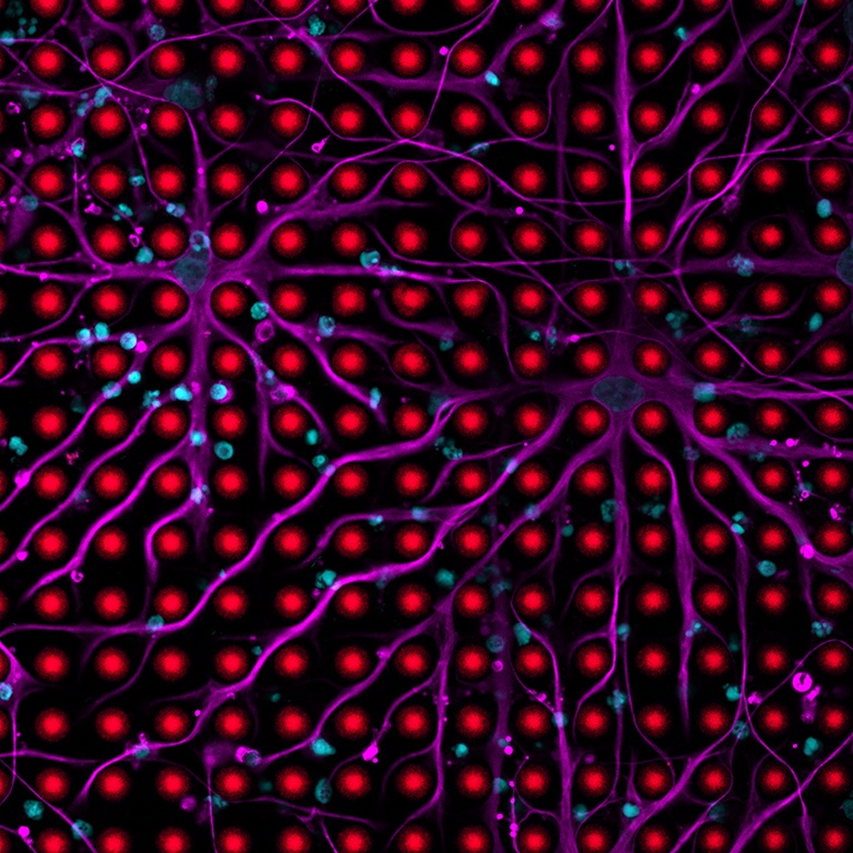 a grid of red dots with cyan spots and sprawling magenta lines scattered throughout