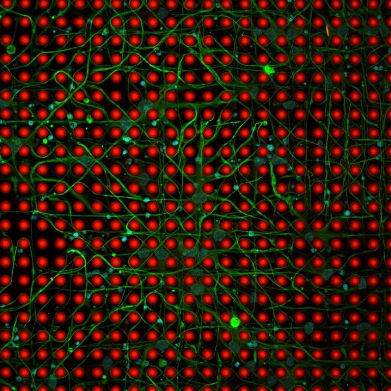 a grid of red pillars with green cells weaving between them