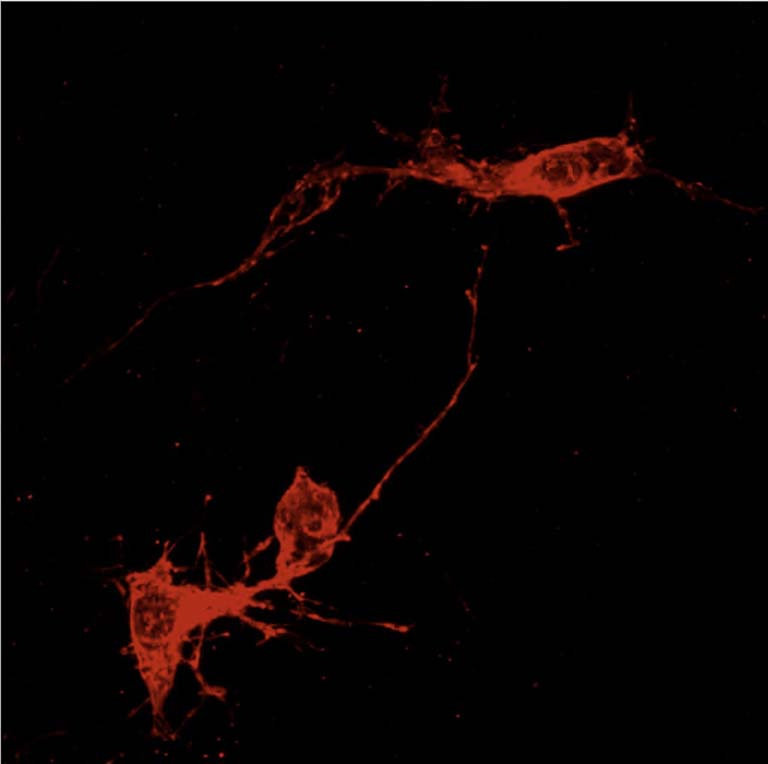 two neurons in red