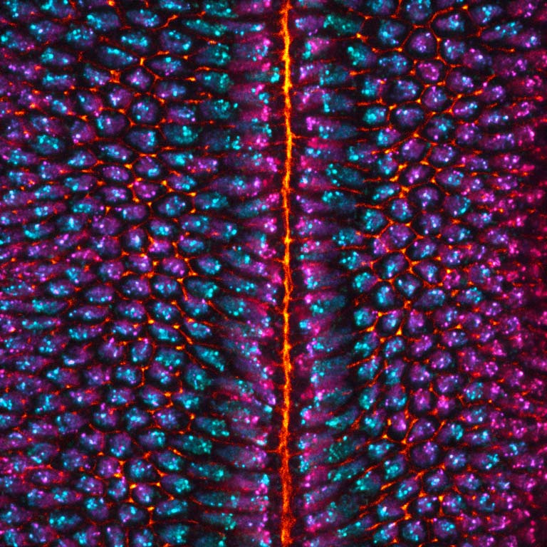 field of cyan and magenta cells divided by a red line of cells