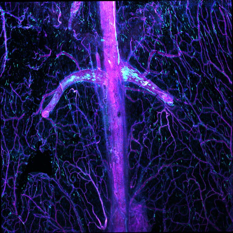a glowing branched column of cells like a sword's handle within thin branches