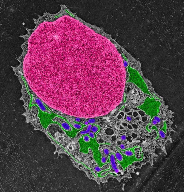 close-up view of a cell containing a large nucleus colored bright pink with various organelles to the lower right in green, dark grey, and purple