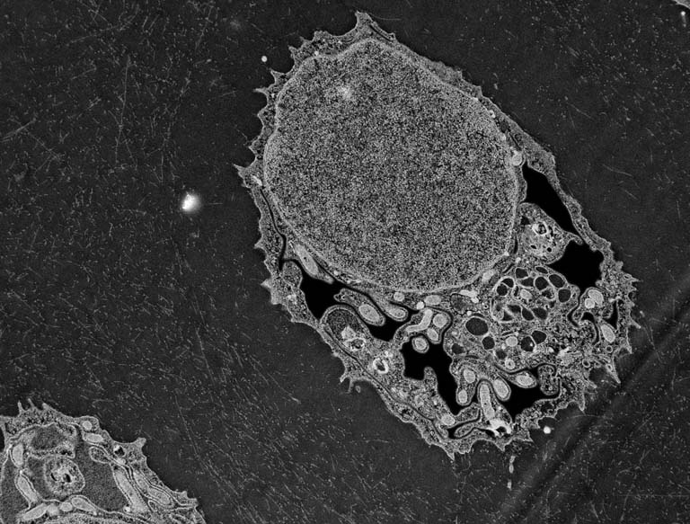 close-up black & grey view of a cell containing a large nucleus with various organelles to the lower right