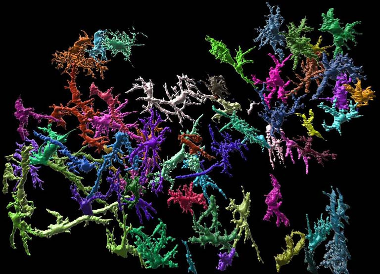 neuronal structures in colored segments, connected in a network like a coral reef
