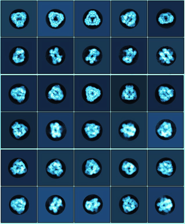 a five by six grid ofM protein clusters in blue