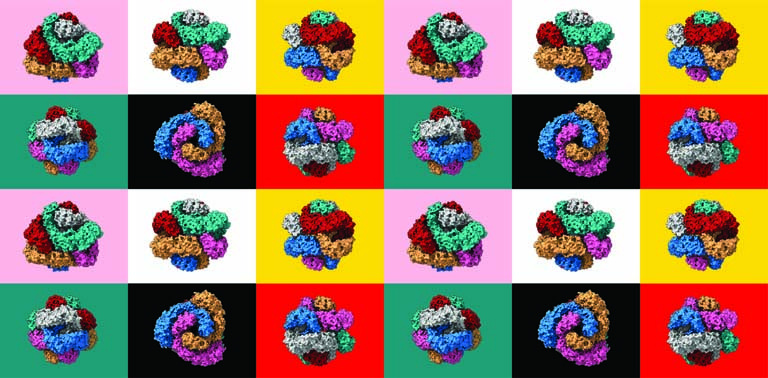 a four by six grid of repeated protein structures with various colors