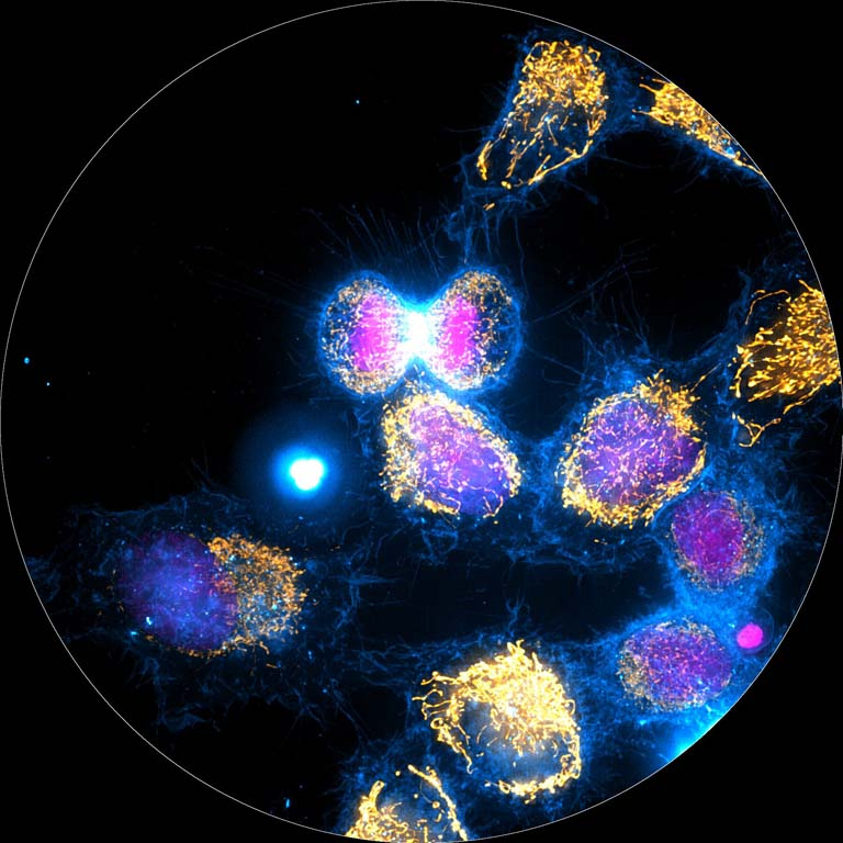 brightly glowing cells divide and interact in a cluster
