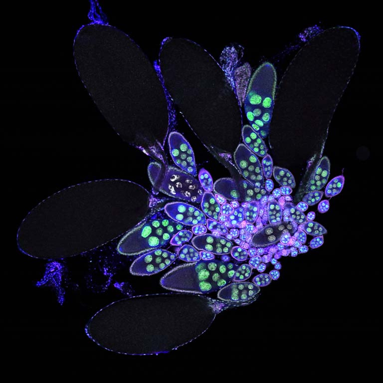 a flowery-looking cluster of glowing purple and green fluorescent cells outlined by thin lines against a black background