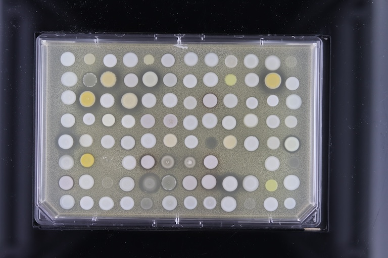 Yellow and white dots on a rectangular slide on a black background