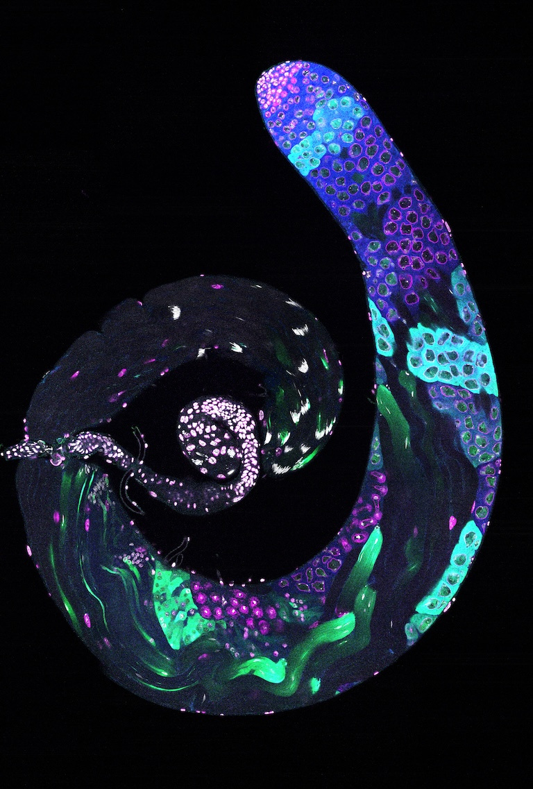 Long spiral structure with green purple and blue shaped objects in a black background