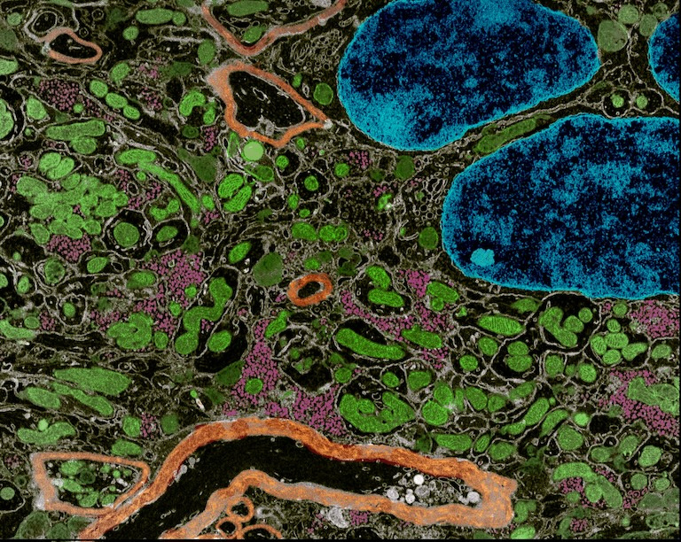 Complex blue, green and orange cell structures in the black background