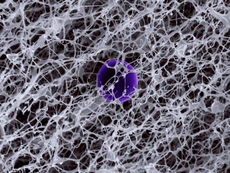 A black and white image of a fine, spongy lattice with a purple circle at the center