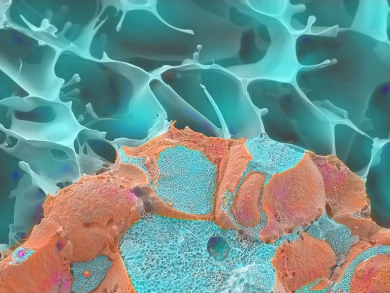 Close-up of a cell displaying vibrant blue and orange colors, highlighting its intricate structure and details.