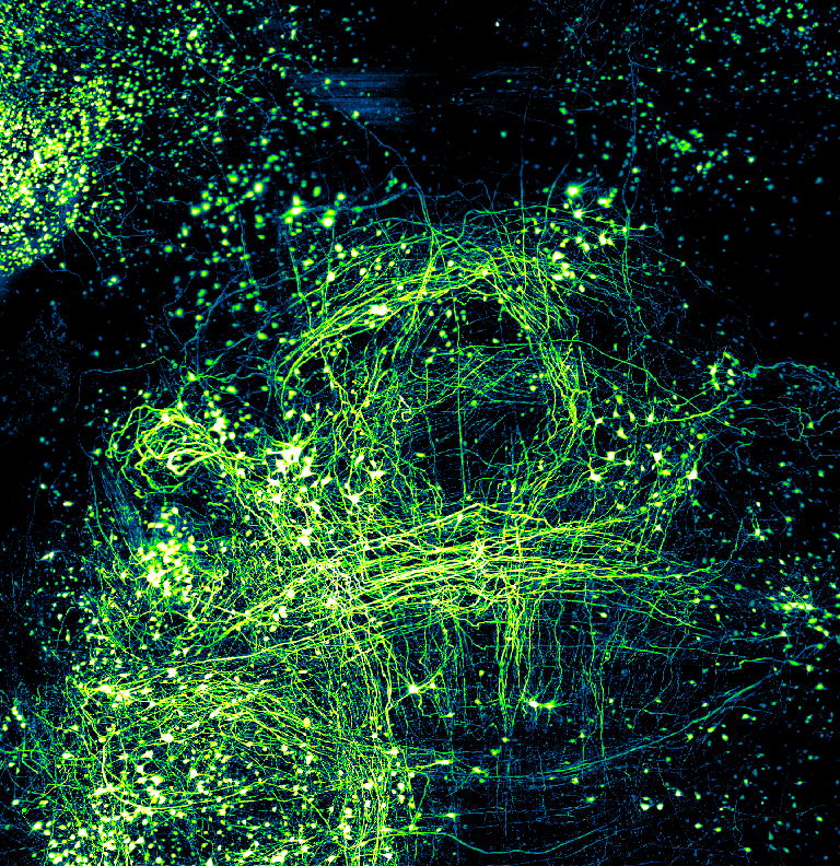 A vibrant green and black backdrop filled with green lights, showcasing the intricate neuronal architecture of a mouse brain.