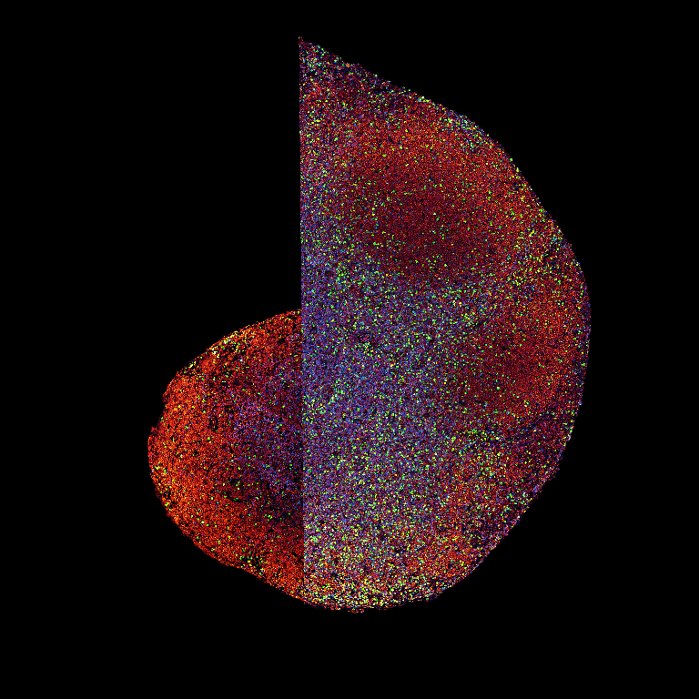 A circular object with red and blue paint, representing lymph nodes from treated and untreated mice with melanoma tumors.