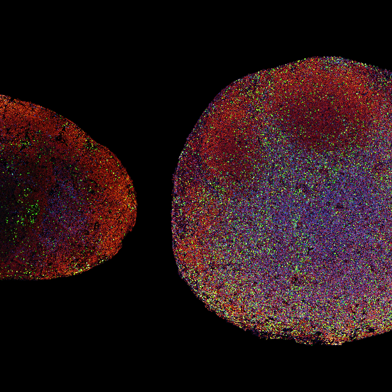 A circular object with red and blue paint, representing lymph nodes from treated and untreated mice with melanoma tumors.