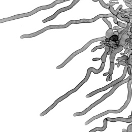 Grey and white image, looks like a spider crawling in from the upper right corner