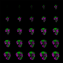 5 rows by 5 columns of a growing colony of green and purple jelly bean like material