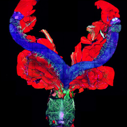 It looks like a blue lobster with red claws, and wings on it's back