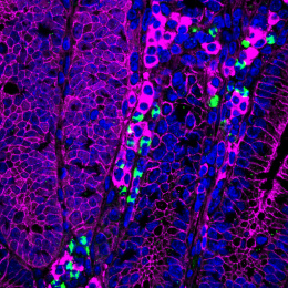 Florencent, magenta geodes that look like they are hanging from a cave, the two in the center with glowing green accents